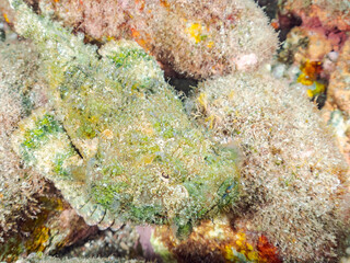 岩の間で完璧な擬態をする、美しいサツマカサゴ（フサカサゴ科）他。
英名学名：Humpbacked scorpionfish, Yellowfin scorpionfish, Scorpaenopsis neglecta 
静岡県伊豆半島賀茂郡南伊豆町中木ヒリゾ浜2024年
