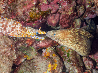 にらみ合う、大きく美しいトラウツボとウツボ（ウツボ科）。
英名学名：Dragon Moray (Enchelycore pardalis) 
Brutal Moray (Gymnothorax kidako) 
静岡県伊豆半島賀茂郡南伊豆町中木ヒリゾ浜2024年
