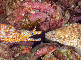 にらみ合う、大きく美しいトラウツボとウツボ（ウツボ科）。
英名学名：Dragon Moray (Enchelycore pardalis) 
Brutal Moray (Gymnothorax kidako) 
静岡県伊豆半島賀茂郡南伊豆町中木ヒリゾ浜2024年
