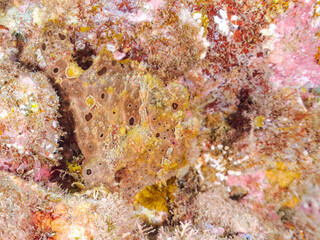 エスカ（触手）を振って魚を呼び寄せて狩る、巨大なオオモンカエルアンコウ（カエルアンコウ科）。
英名学名：Giant Frogfish, Antennarius commersoni
自分よりも大きな獲物でも、１０倍に広がる大きな口で丸呑みにする。
その速度は0.0001秒。生物界最速のハンターである。

静岡県伊豆半島賀茂郡南伊豆町中木ヒリゾ浜2024年
