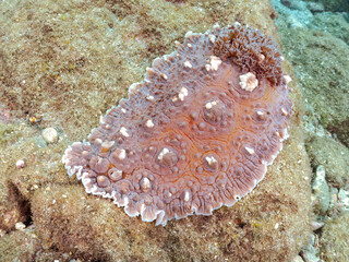 美しく巨大なコウシンウミウシ（クロシタナシウミウシ科）。
英名学名：Dendrodoris carbunculosa, Sea Slug
静岡県伊豆半島賀茂郡南伊豆町中木ヒリゾ浜2024年
