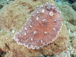 美しく巨大なコウシンウミウシ（クロシタナシウミウシ科）。
英名学名：Dendrodoris carbunculosa, Sea Slug
静岡県伊豆半島賀茂郡南伊豆町中木ヒリゾ浜2024年
