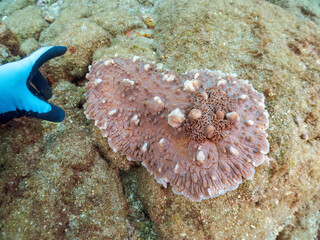 美しく巨大なコウシンウミウシ（クロシタナシウミウシ科）。
英名学名：Dendrodoris carbunculosa, Sea Slug
静岡県伊豆半島賀茂郡南伊豆町中木ヒリゾ浜2024年

