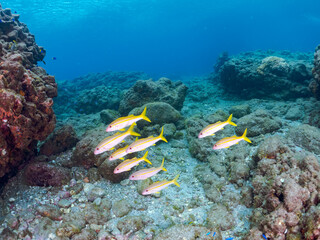 美しいアカヒメジ（ヒメジ科）他の群れ。
英名学名：Yellowfin goatfish...