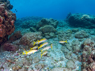 美しいアカヒメジ（ヒメジ科）他の群れ。
英名学名：Yellowfin goatfish (Mulloidichthys vanicolensis),.
静岡県伊豆半島賀茂郡南伊豆町中木ヒリゾ浜2024年
