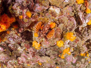 ウミトサカ, ウミトサカ科, イボヤギ, キサンゴ科, ソフトコーラル, キリンミノ, フサカサゴ科, ヒリゾ浜, 中木, 南伊豆, 伊豆半島, 静岡県, 海, 水中, 魚, 水, 自然, ダイバー, 動物, 生物, 海中, 深い, 風景, シュノーケリング, スキンダイビング, ビーチ, 色, カラフル, 美しい, 可愛い, 魚群, 水中カメラ, 水中ハウジング, 透明, 波, 岩礁, 海景, 