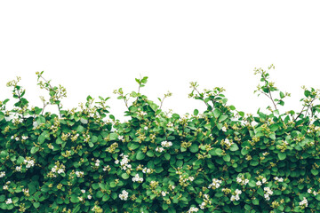 Obraz premium Vibrant green hedge with white flowers under clear sky isolated on transparent background