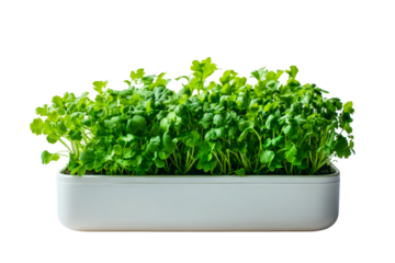 Fresh cilantro growing in a rectangular planter isolated on transparent background