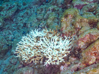 サンゴの白化現象
テーブルサンゴのフタスジリュウキュウスズメダイ、ミツボシクロスズメダイ、ヤリカタギ幼魚他
英名学名：Reticulated Dascyllus,Dascyllus reticulatus
Chevron Butterflyfish,Chaetodon trifascialis
Threespot dascyllus,Dascyllus trimaculatus
南伊豆中木ヒリゾ浜