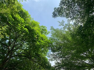 Obraz premium view of beautiful gorgeous of nature.