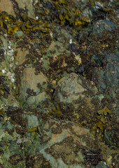 Seaweed On Stone