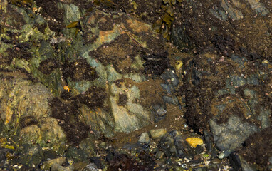 Seaweed On Stone