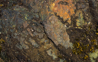 Seaweed On Stone