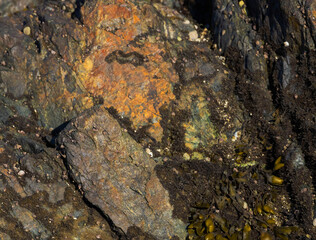 Seaweed On Stone