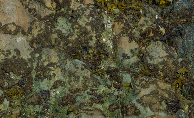 Seaweed On Stone