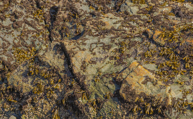 Sea Weed Along Seashore