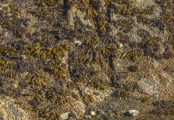 Sea Weed Along Seashore