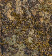 Sea Weed Along Seashore