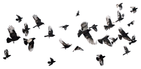 PNG Flock birds flying photography.