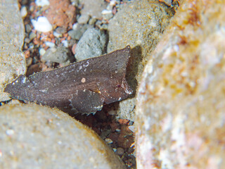 不思議な形の可愛いツマジロオコゼ（ハオコゼ科）の幼魚。
英名学名：Cockatoo waspfish, Ablabys taenianotus
静岡県伊豆半島賀茂郡南伊豆町中木ヒリゾ浜2024年
