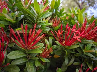 Obraz premium Ixora chinensis, commonly known as Chinese ixora, is a species of plant of the genus Ixora.