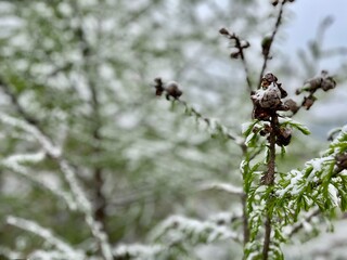 Pine close up