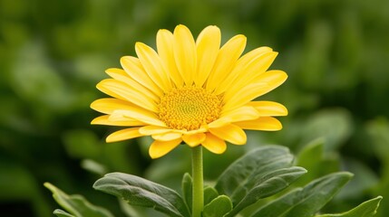 Obraz premium A vibrant yellow flower blooms against a lush green background, showcasing its striking petals and intricate details.