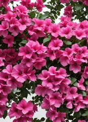 Colorful Bougainvillea flowers isolated on white background , paper flower, isolated, nature