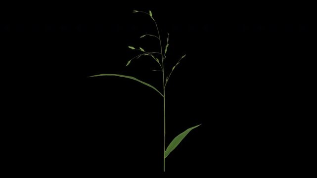 On a blank screen, thin, long grass grows elegantly, spreading out its stems and sprouting leaves. This is filmed using stop-motion techniques using actual leaves, creating a feeling of natural evolut