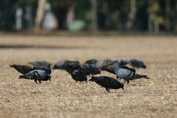 Obraz premium black wildebeest in the wild