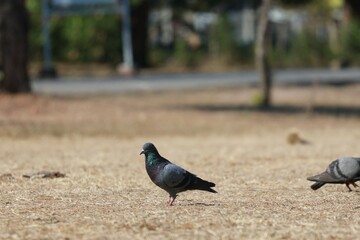 pigeon on the ground