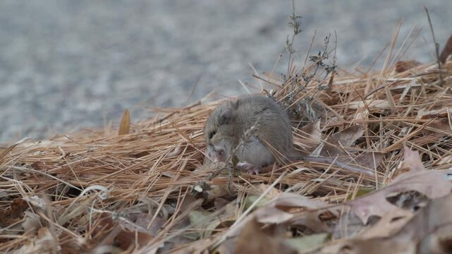 Closeup of a Deer mouse eating the vegetation on the ground in Minnesota