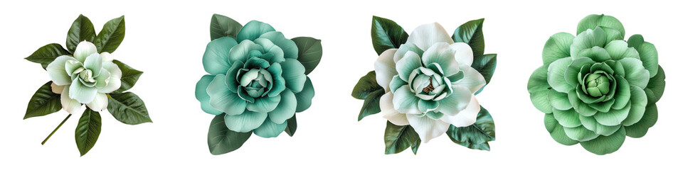 Obraz premium Beautiful Succulent Plants with Green Leaves and Flowers in Minimalist Setting Closeup of various types of succulents in natural organic and fresh design decor