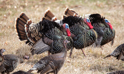 Turkeys on the march