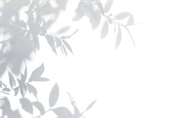 PNG Shadow from foliage leaves background minimalist white.