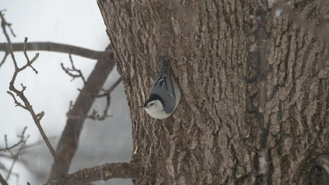 Closeup of a White-breasted Nuthatch picking out insects on a tree trunk in a winter snowstorm in Minnesota