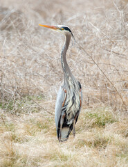 great blue heron