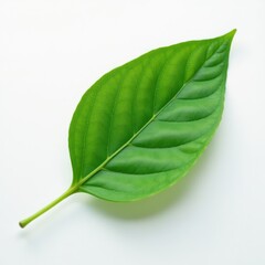 Obraz premium Single Green Leaf on White Background