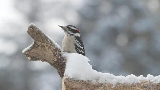 Closeup of a Downy woodpecker on a snow-covered branch in the winter in Minnesota