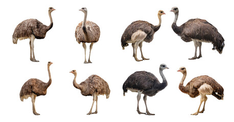 Obraz premium Ostrich standing in different postures isolated on transparent background