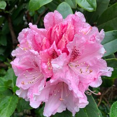 Roze bloem © Mandy