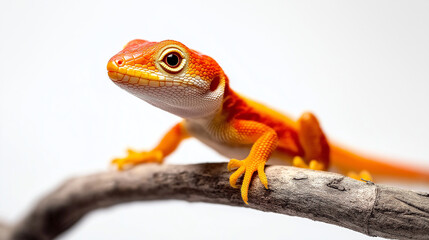 Fototapeta premium Orange gecko perching on branch with white background