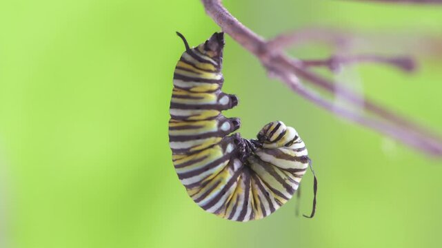 A Monarch butterfly caterpillar hanging on a twig in the J position just before making its chrysalis to become a butterfly.