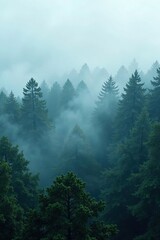 Fog shrouds the treetops of a dense, mystical forest, foggy atmosphere, solitude, foliage