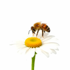 A honey bee on a chamomile flower isolated on the white background
