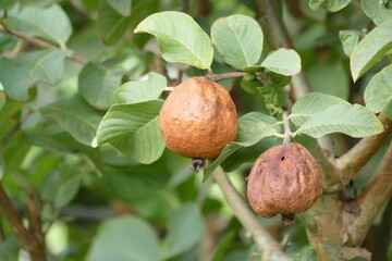 Tropical fruit of guava tree (Coenum usitatissimum)