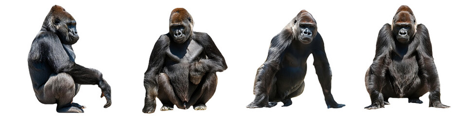 Fototapeta premium Gorillas sitting in different postures isolated on transparent background