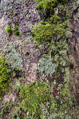 lichen  and moss on bark
