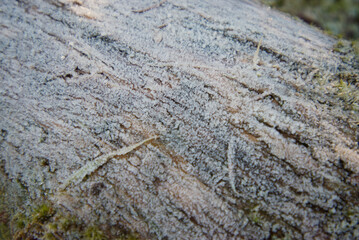 Frost on tree trunk