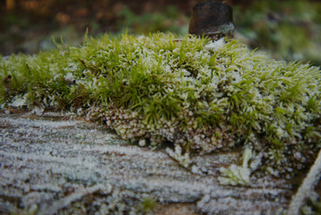 Frost on moss